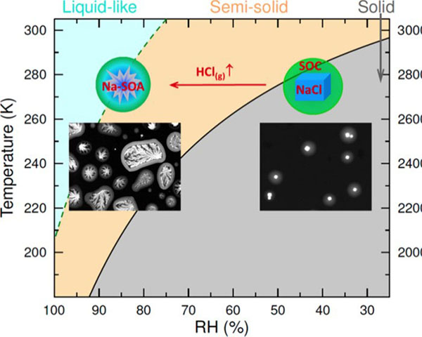 Phase state of organic material in mixed organic/NaCl particles