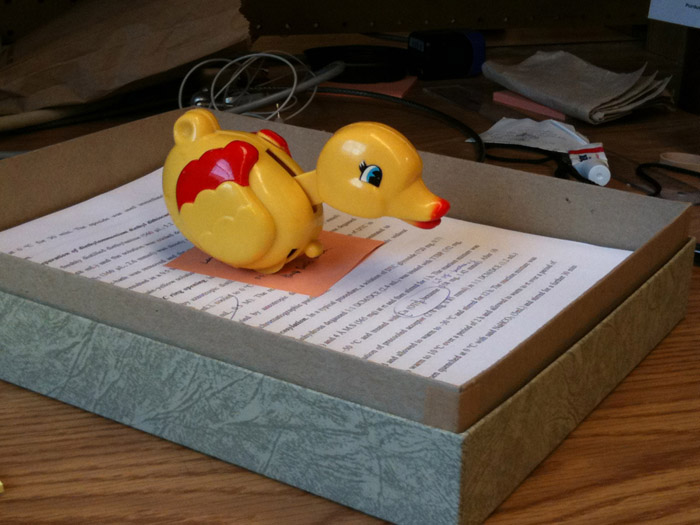 Thesis duck