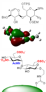 synthetic glycans & glycomimetrics