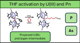 THF Activation from the Synthesis of Reactive Uranium(III)-Pnictogen Bonds