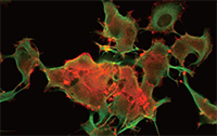 Fluorecent cell