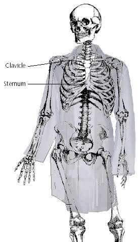 Location of clavicle and sternum