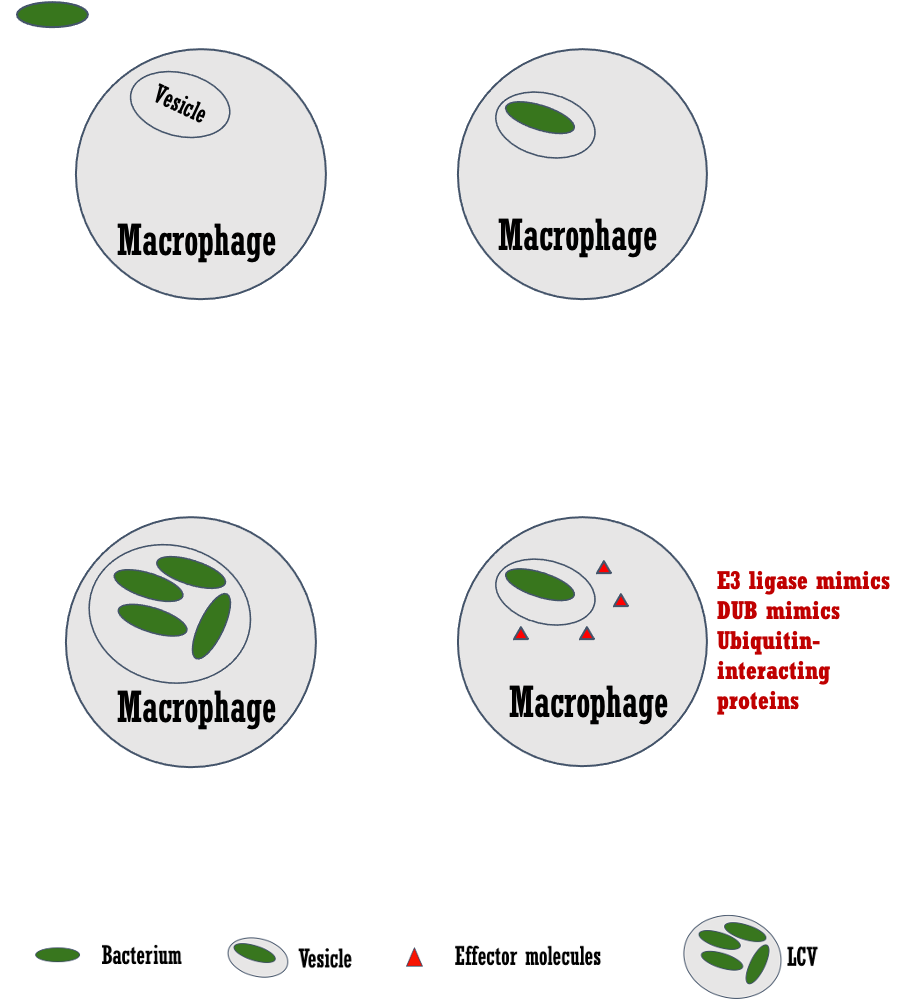 Macrophage phases.