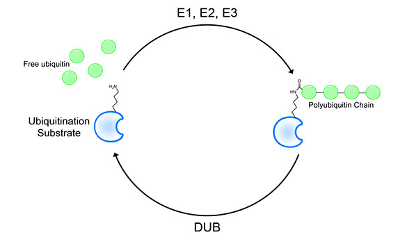 Ubiquitination Figure