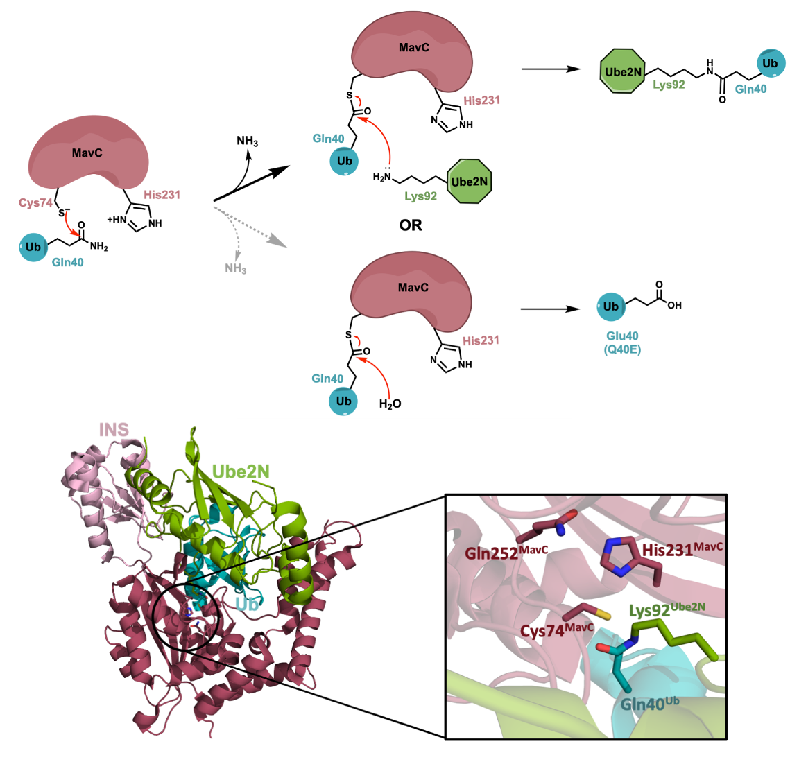 Elucidating the mechanism of ubiquitination.