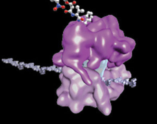 ribosome 