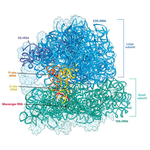 Bacterial ribosomes consist of three ribosomal RNA (rRNA) molecules (23S, 16S, and 5S) and more than 50 proteins.