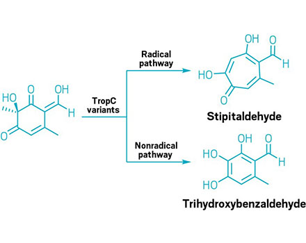 Scheme showing that the six-membered starting material can go through a radical mechanism to form stipitaldehyde or a nonradical pathway to form trihydroxybenzaldehyde.