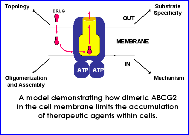 ABCG2