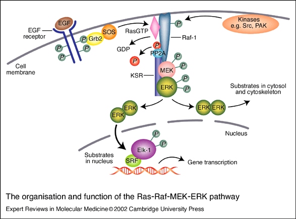 Ras Pathway