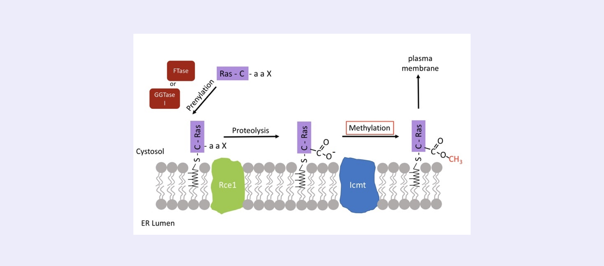 Mammalian -CaaX Protein Processing