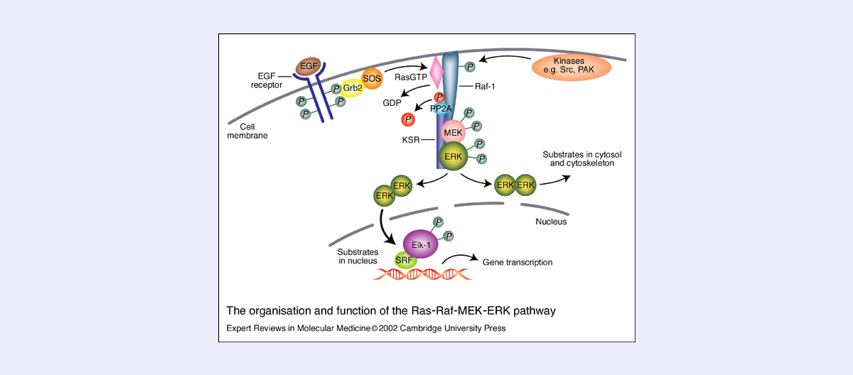 Normal human Ras CaaX protein processing