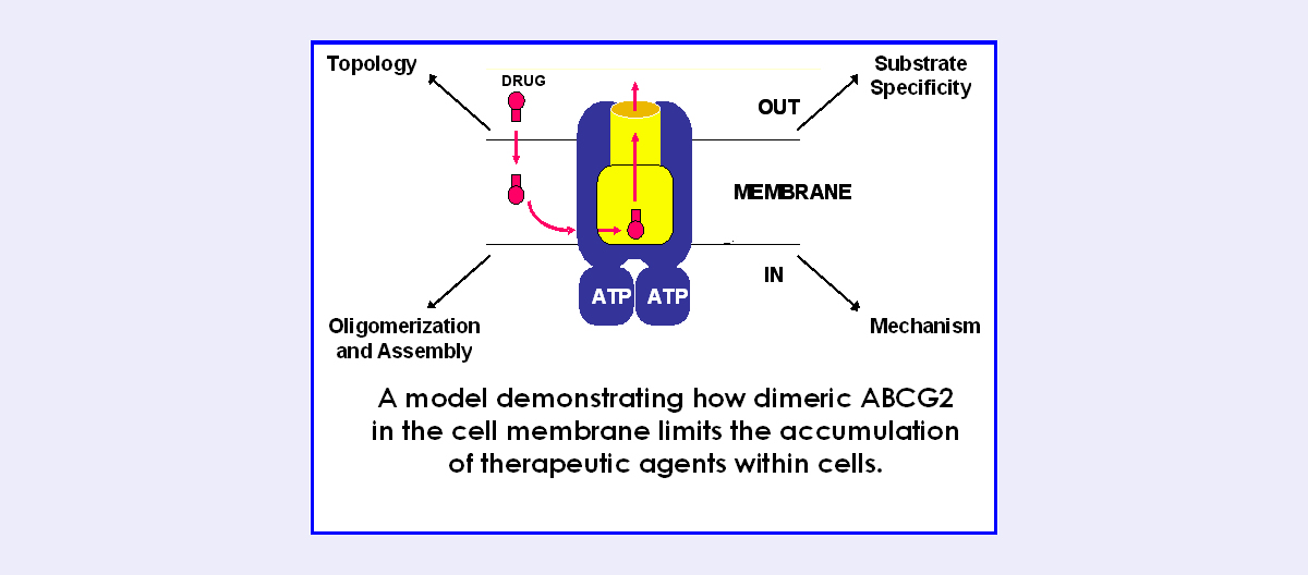 ABC Transporters: Roles in Multidrug Resistance and Bioavailability