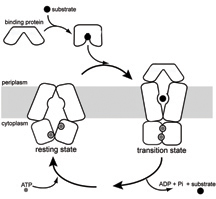 Bringing nutrients into cells