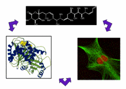 Chemical Biology