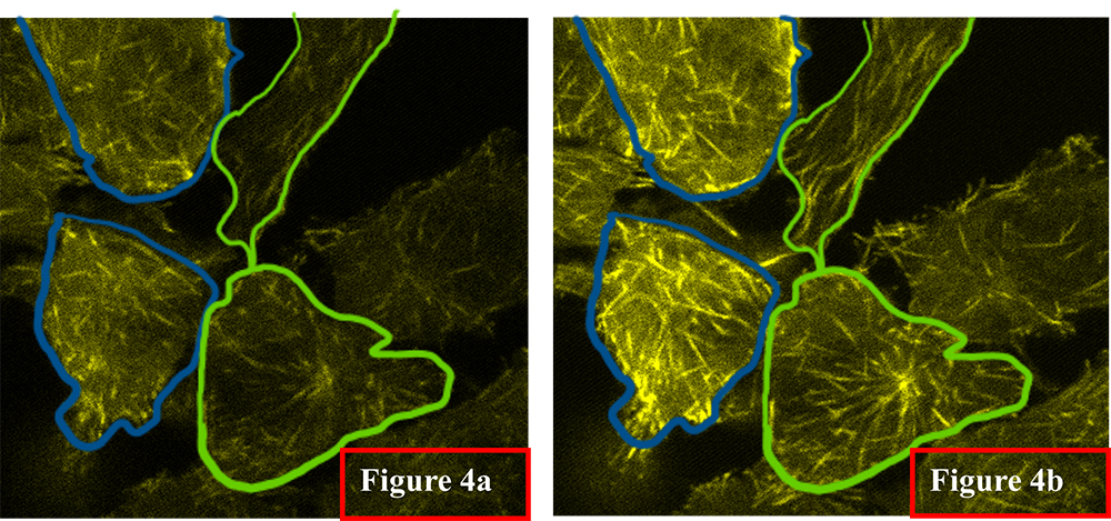 Figure 4 Signal enhancement within live cells to highlight microtubules in real time.