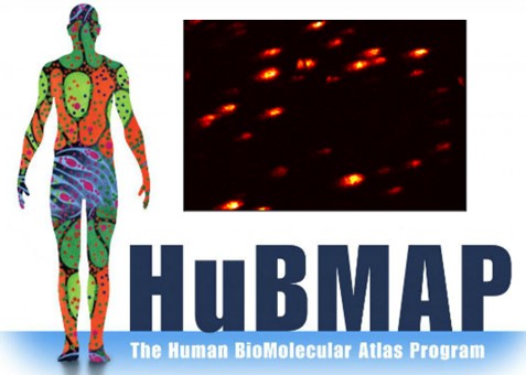 HubMap: Molecular Atlas of Human Tissues