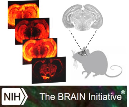 Molecular imaging of different cell types in mouse brain tissues