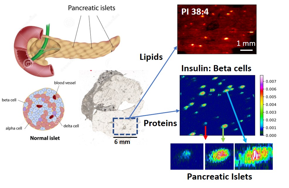 Pancreatic islets, lipids, proteins and insulin.