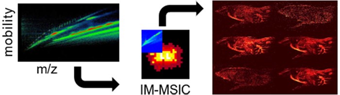 Ion-mobility mass spectrometry imaging.