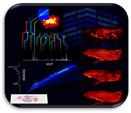 Ion Mobility-Mass Spectrometry Imaging Visualization and Enhanced Acquisition Techniques