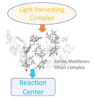 Light harvesting complex to reaction center