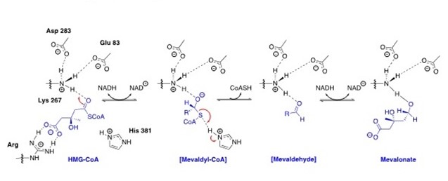 HMGR-pathway.jpg