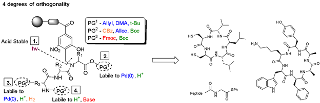 Peptide-fig-1.png