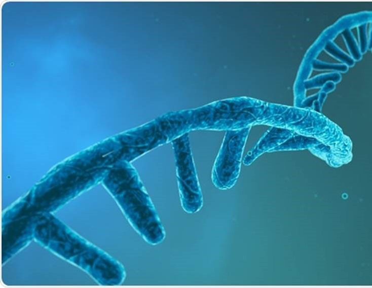 RNA and DNA based Therapeutics