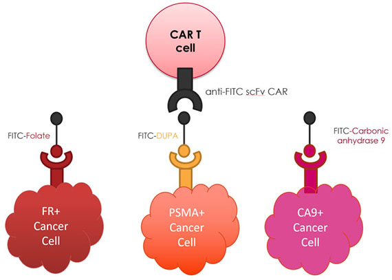 Immunotherapies on cancer cells