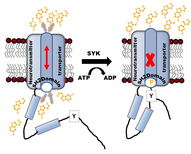 Control of neurotransmitter transporters