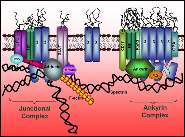 Red blood cell membrane