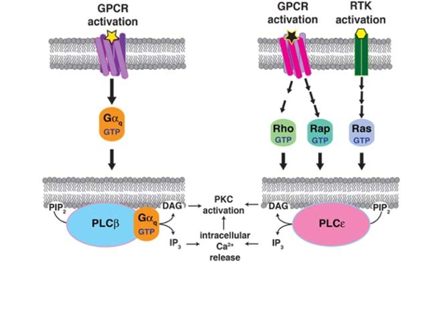 Activation of Phospholipase C Enzymes