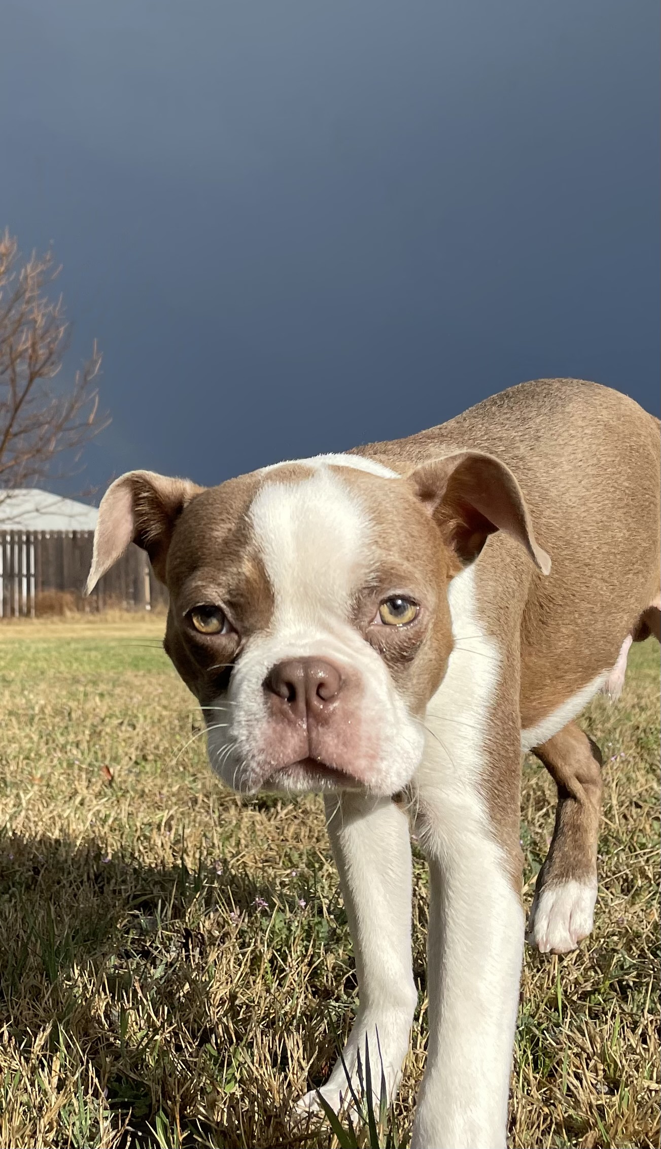 Pet Pic