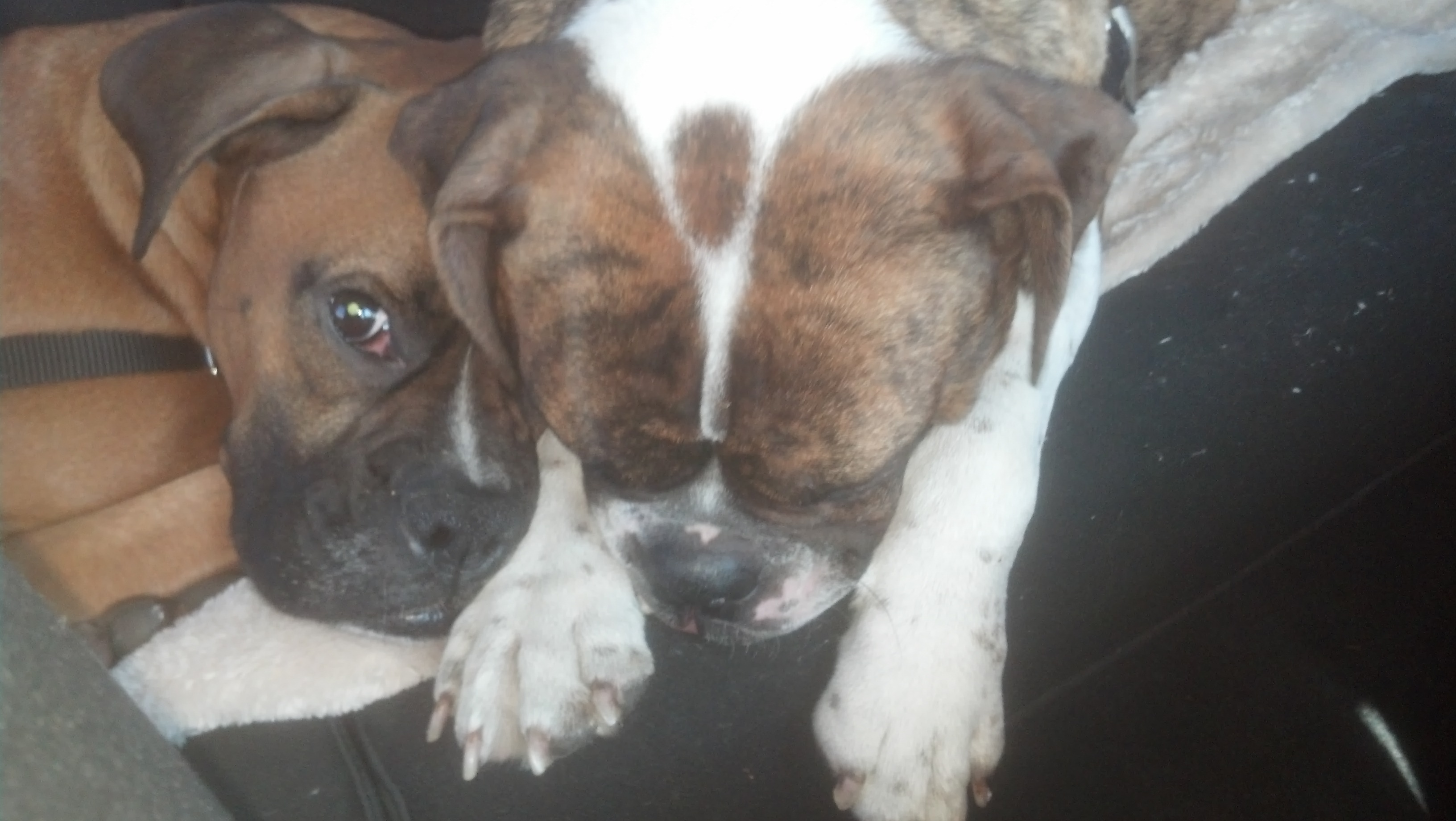 Pet Pic