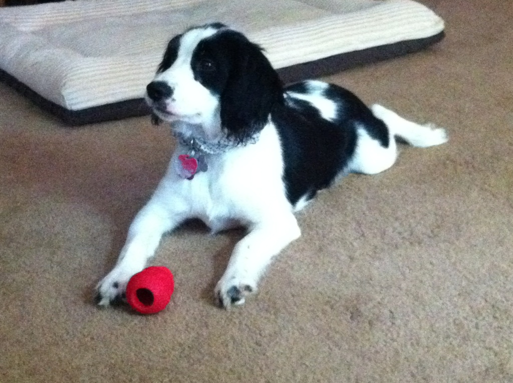 Pet Pic
