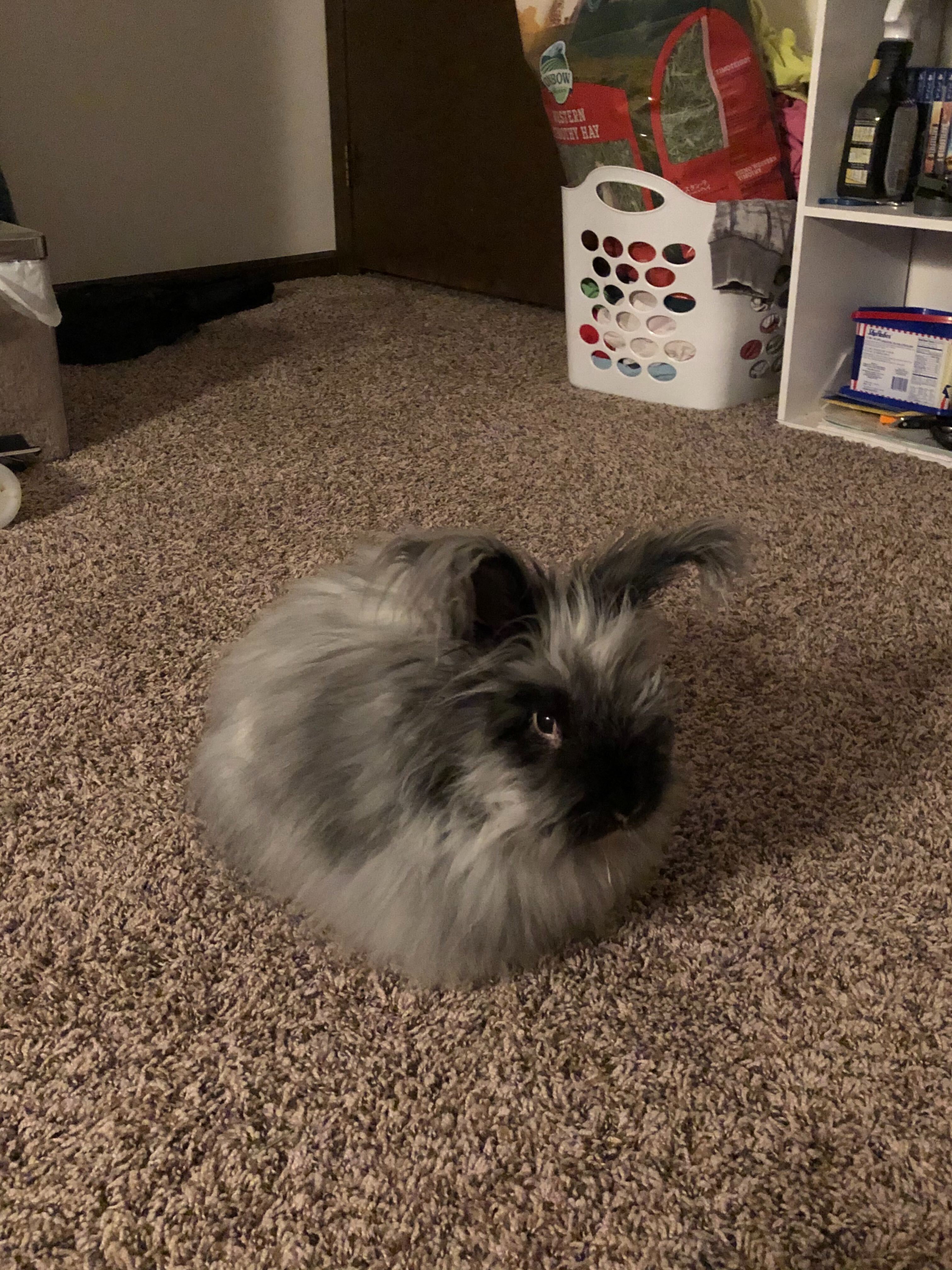 Pet Pic