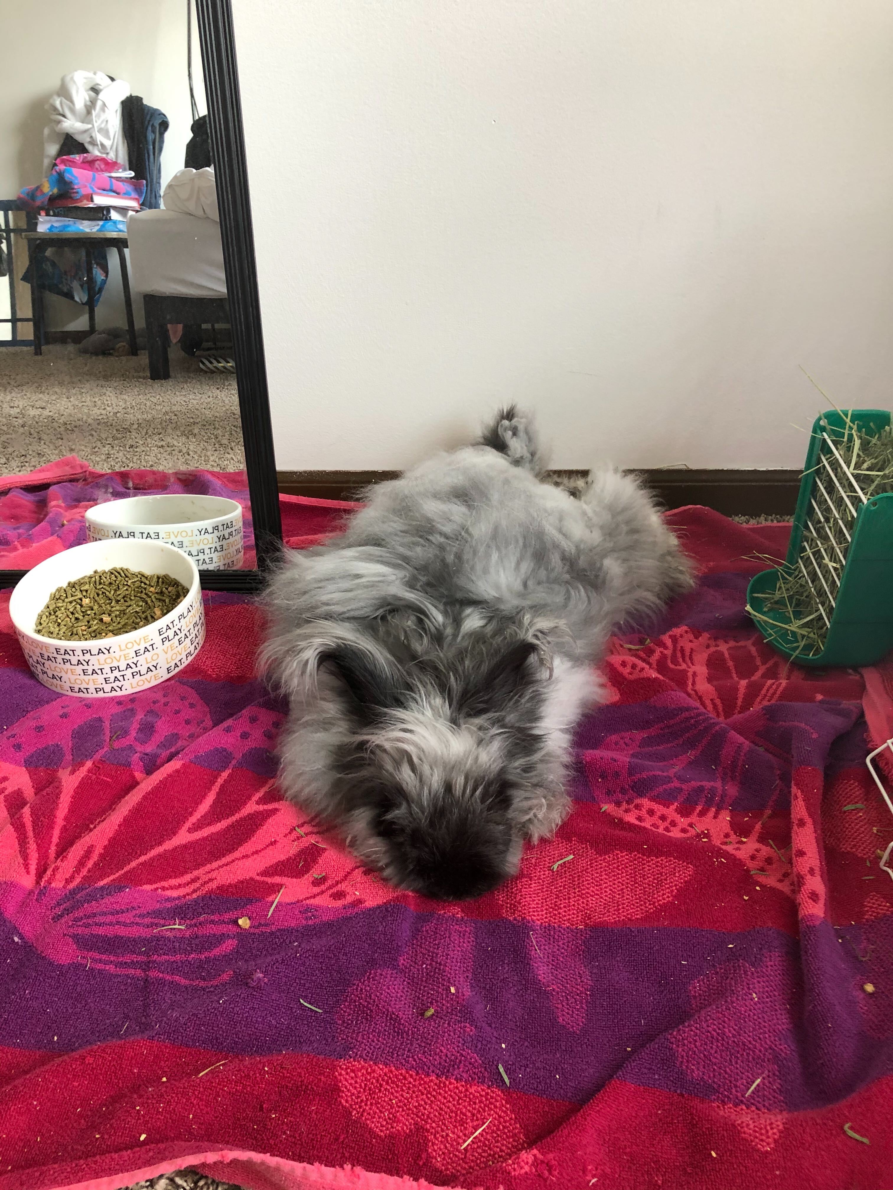Pet Pic