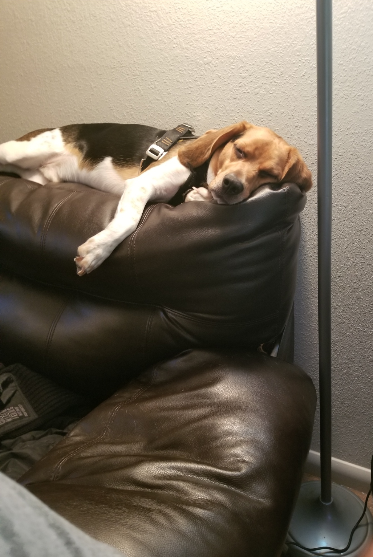 Pet Pic