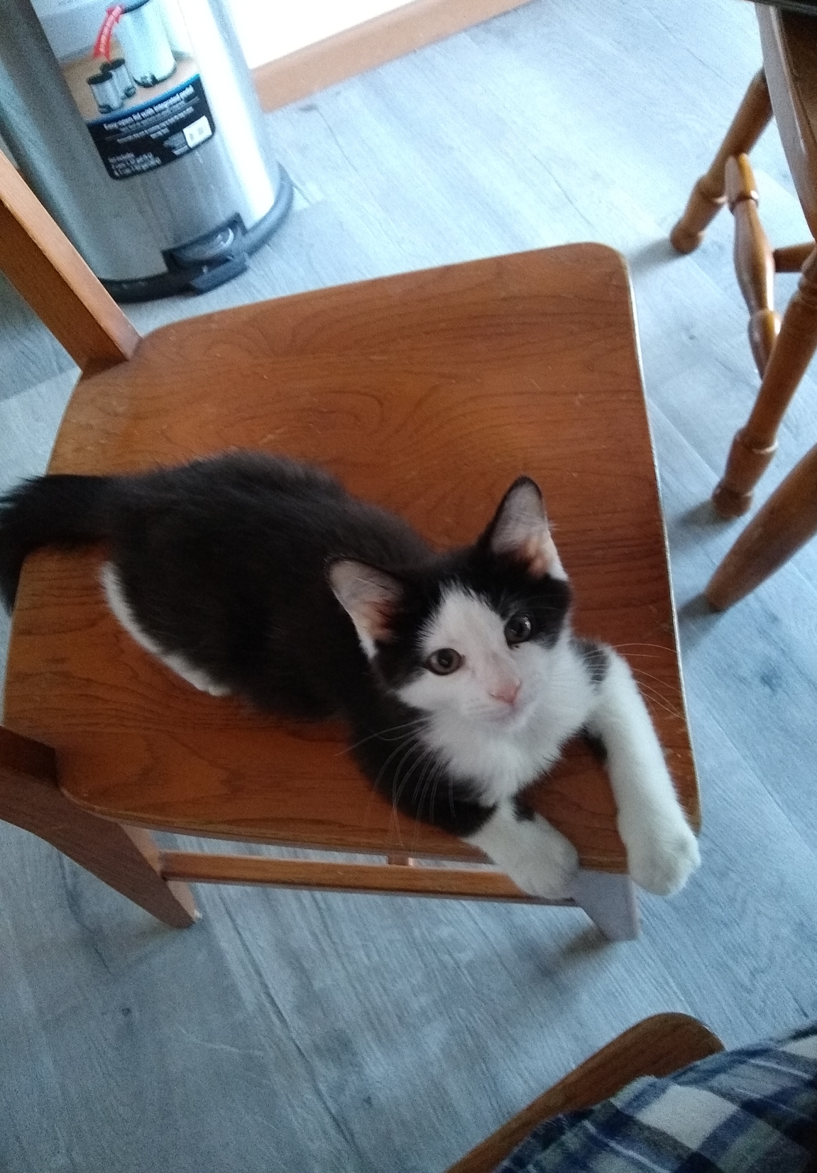 Pet Pic