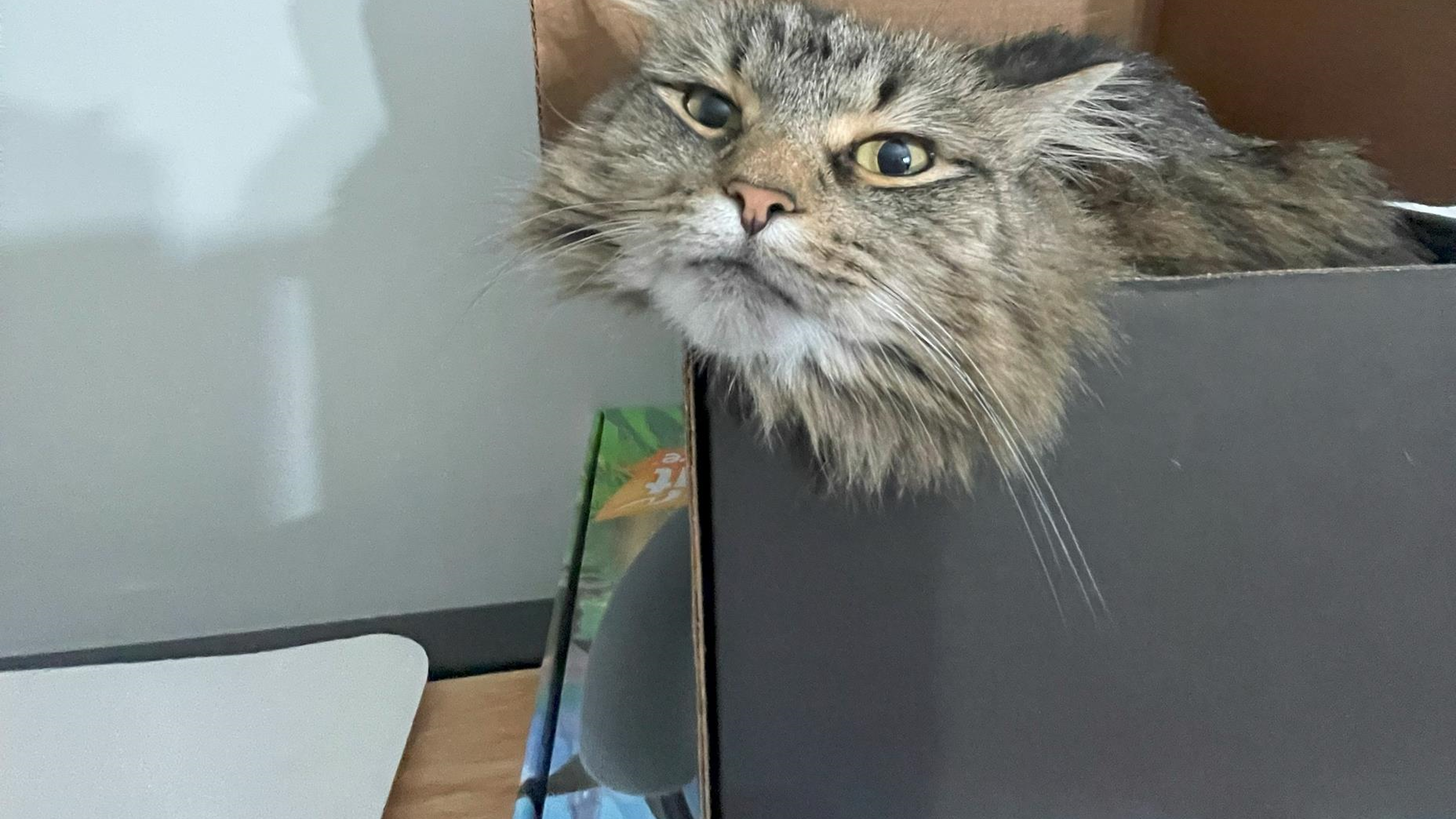 Pet Pic