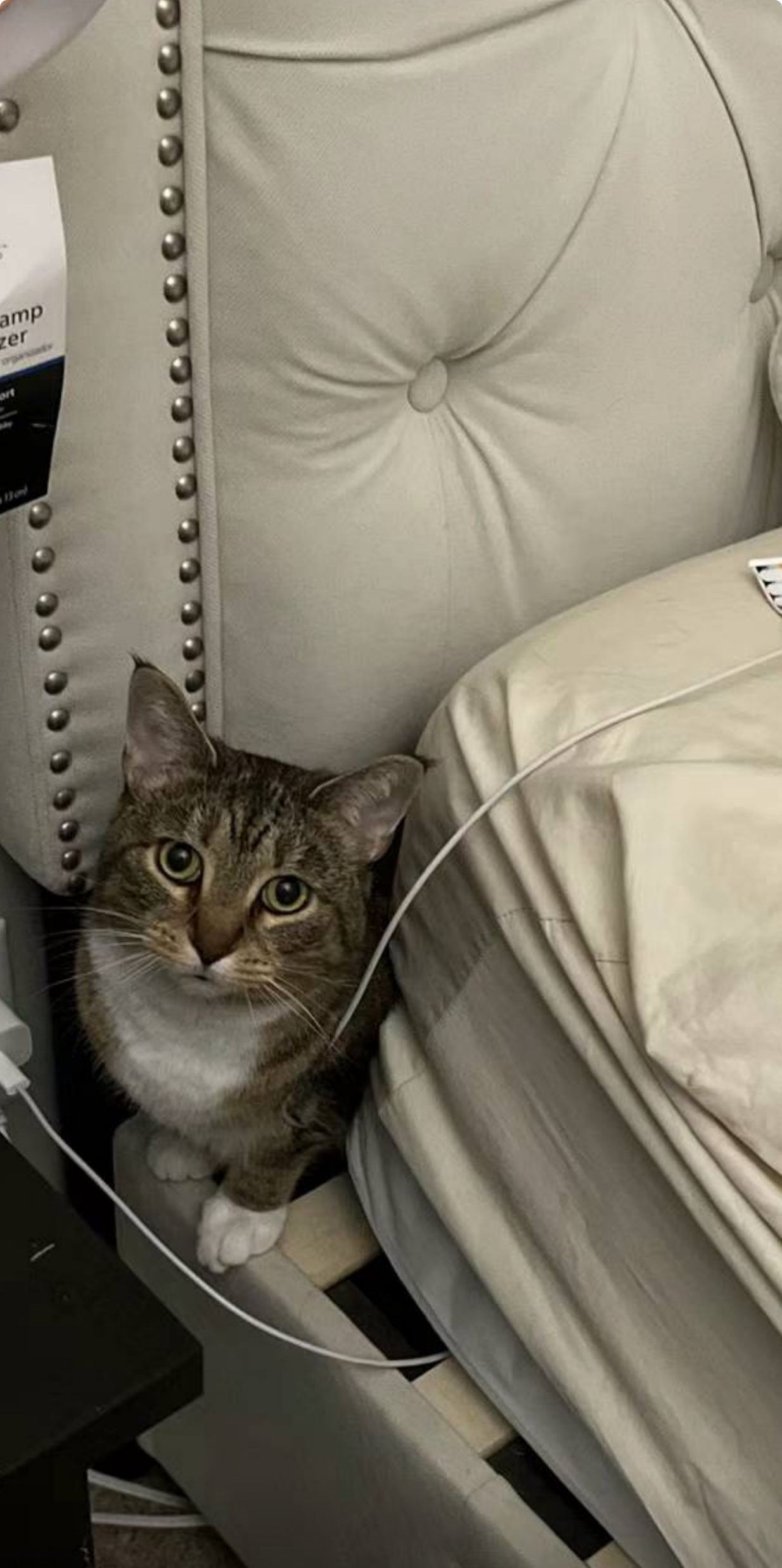 Pet Pic
