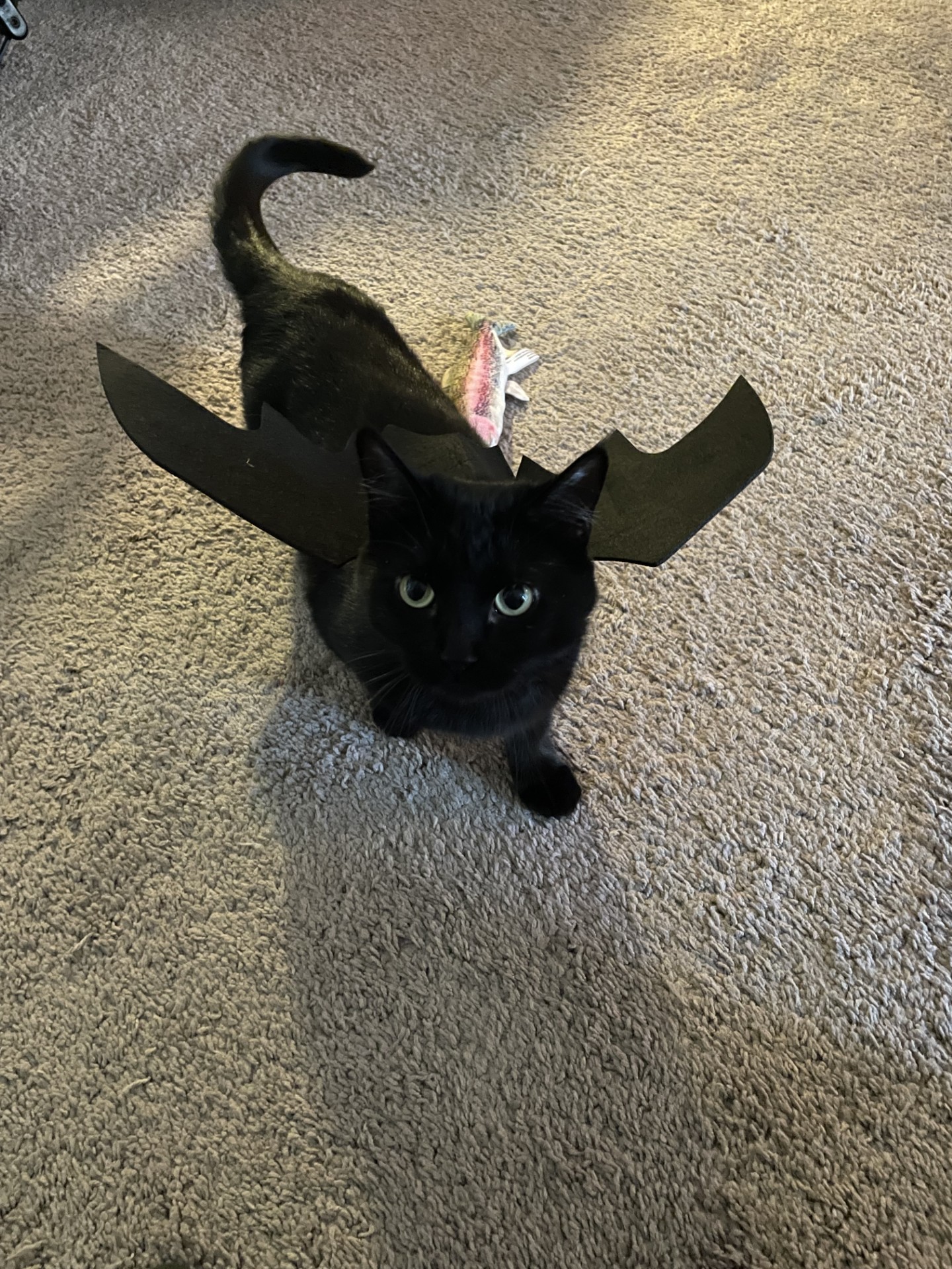 Pet Pic