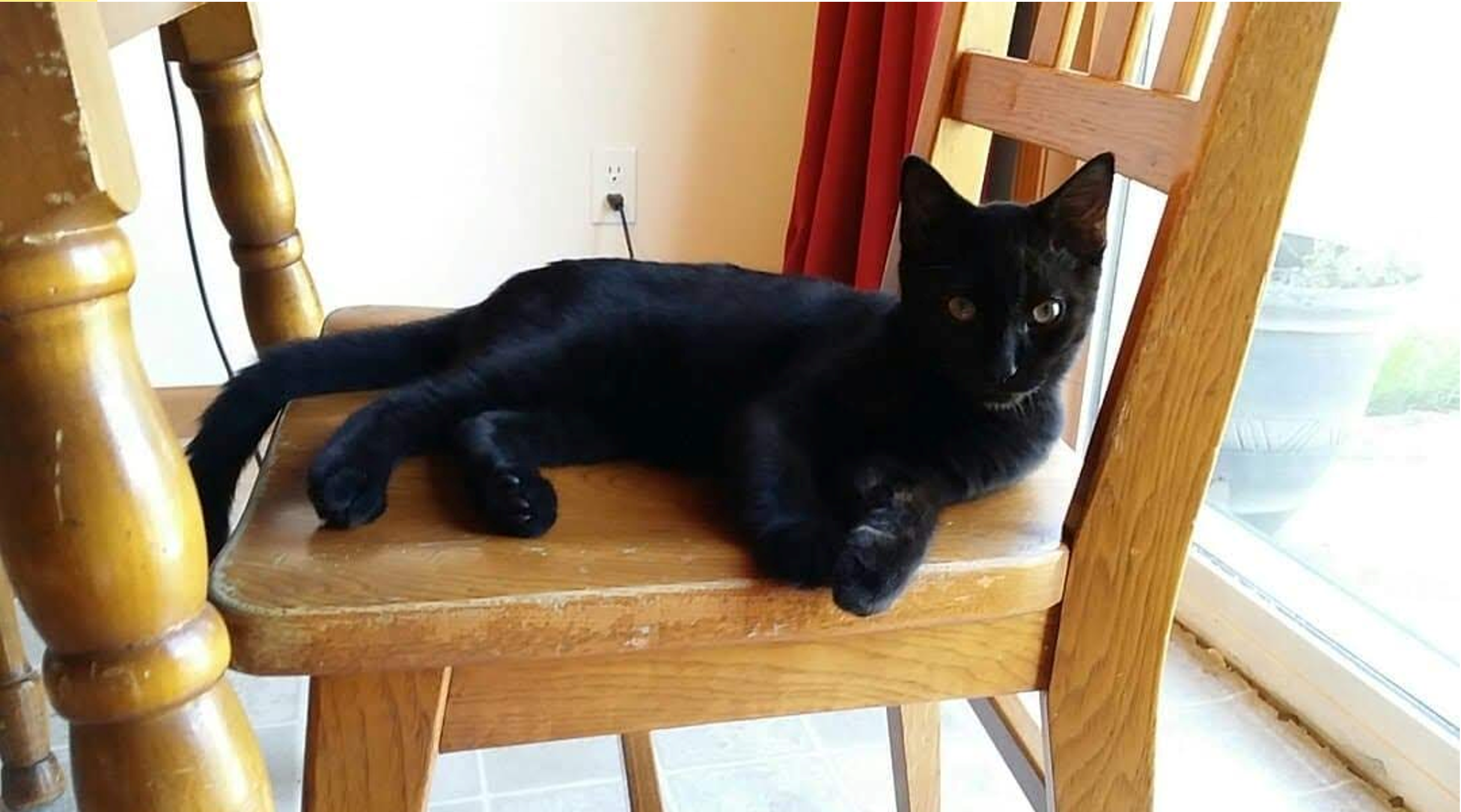 Pet Pic
