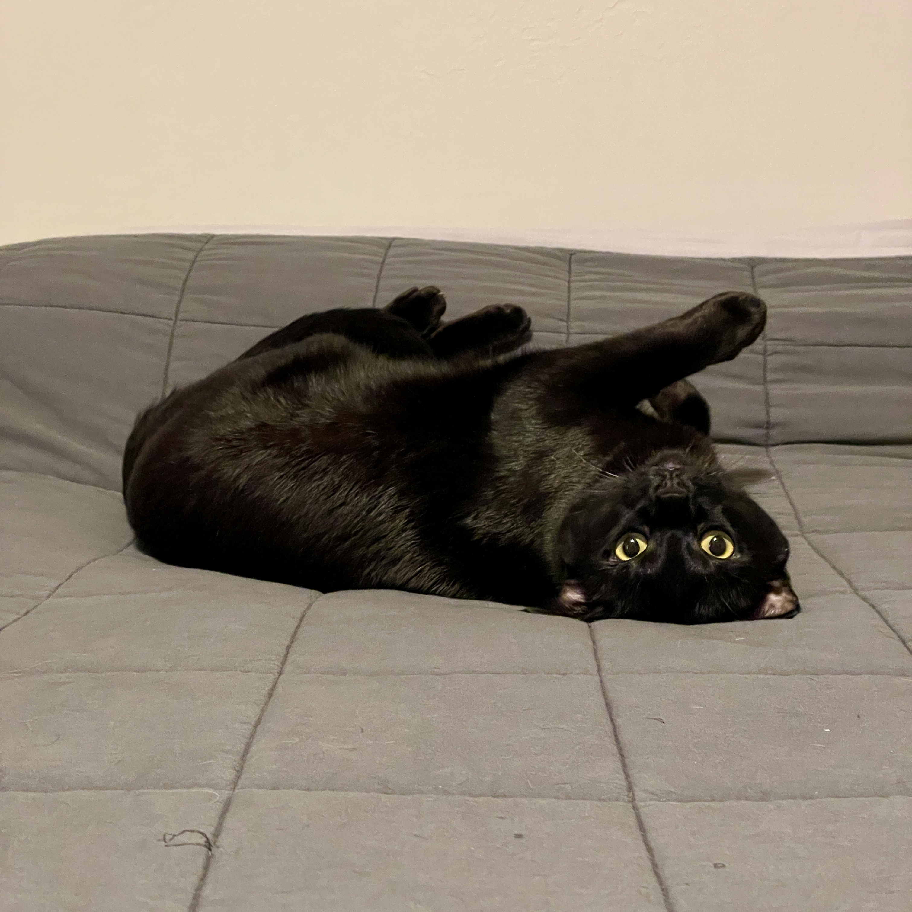 Pet Pic