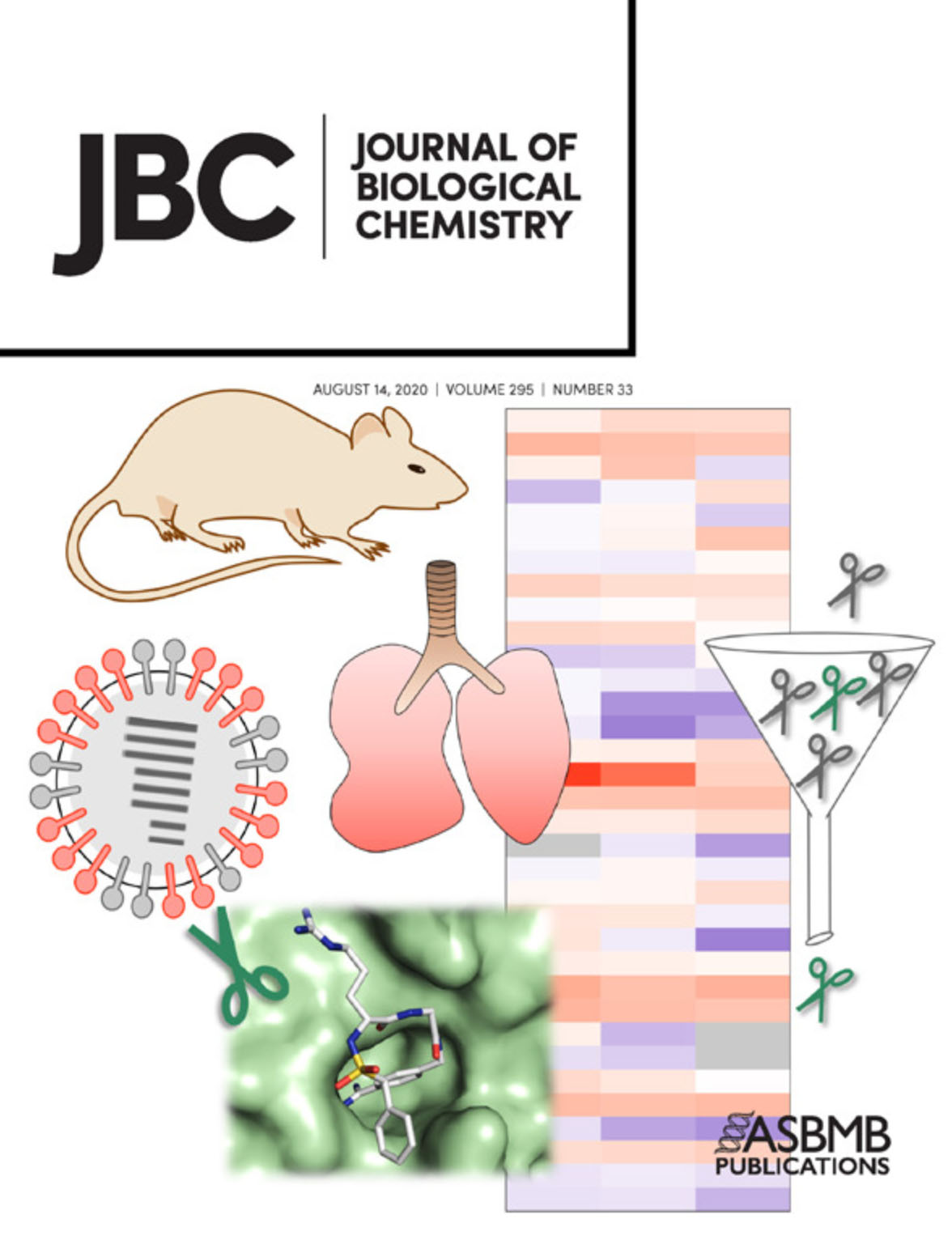 JBC: Journal of Biological Chemistry, August 14 2020 cover.
