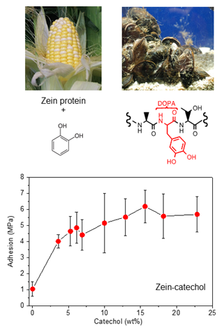 Corn, mussels, and a graph showing the relationship between adhesion and catehol