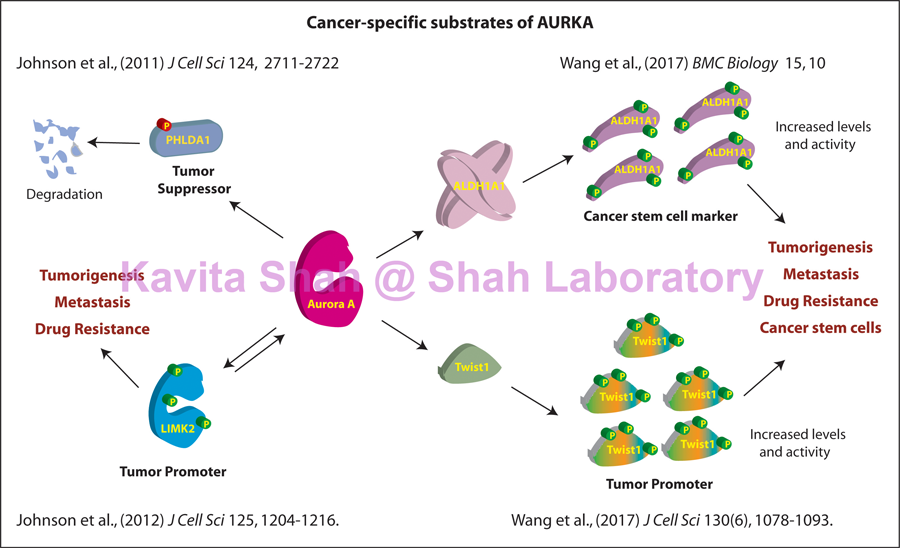 Purdue Chemistry: Professor Kavita Shah: Aurora Kinases and Cancer Biology Diagrams