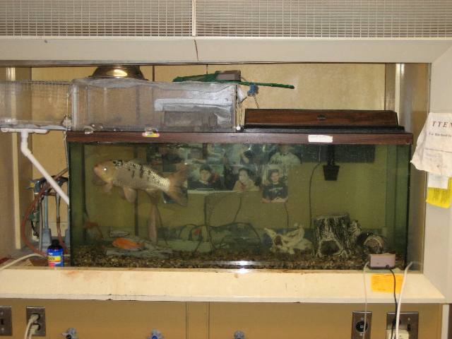 Fish in a fish tank.