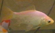 Frenchie, "The Ugly One"